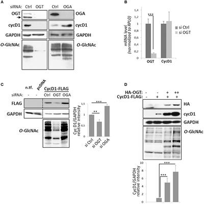 Frontiers Cyclin D1 Stability Is Partly Controlled by O